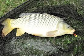 pescuit - 5425503016030699268431081067636n.jpg